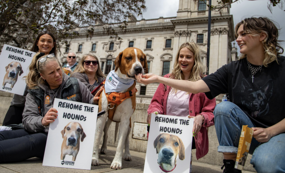 The Hound Without a Name: How a Stolen Foxhound Became the Face of an Anti-Hunting Campaign