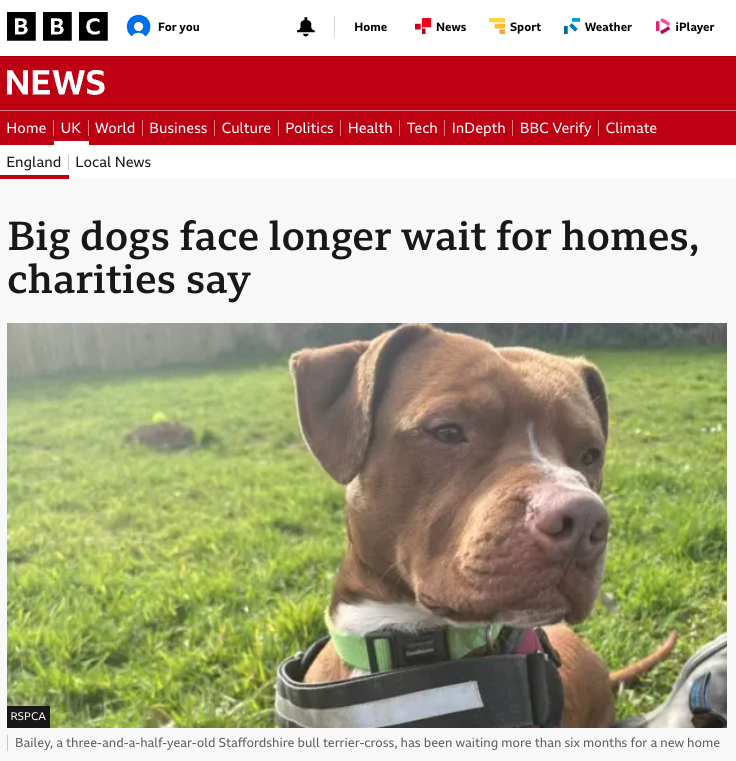 Rescue Centres Are Already Full. Where Would 12,000 Hounds Go?